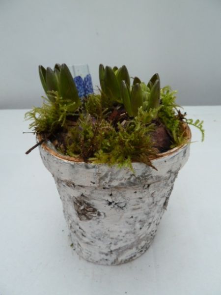 O-HYACINTHUS BOULEAU BLANC