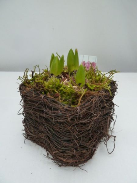 O-HYACINTHUS SALIM CARRE