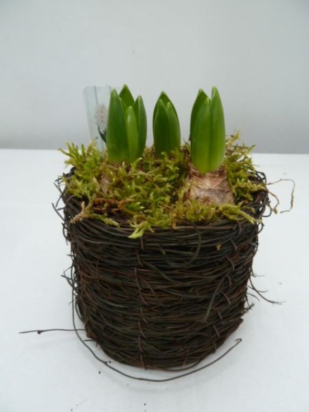 O-HYACINTHUS SALIM ROND