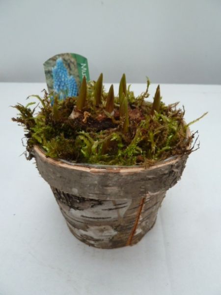 O-MUSCARI BOULEAU PETIT