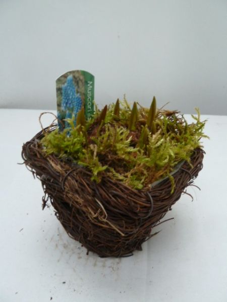 O-MUSCARI SALIM PETIT