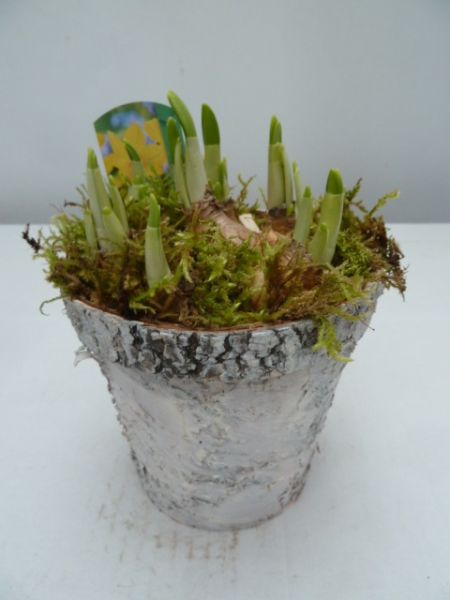 O-NARCISSUS BOULEAU BLANC