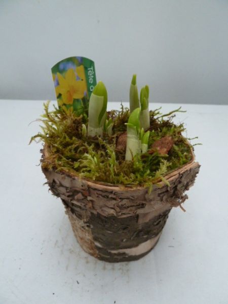 O-NARCISSUS BOULEAU PETIT