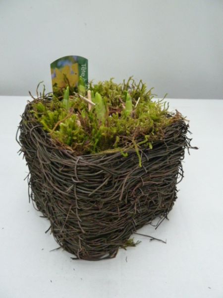 O-NARCISSUS SALIM CARRE