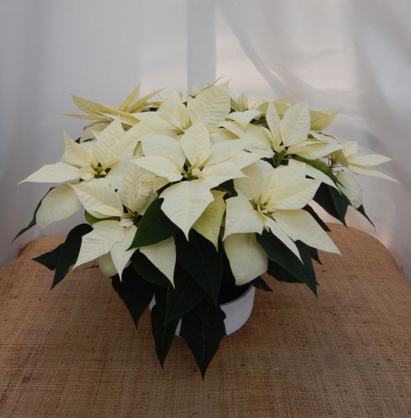 TERRINE POINSETTIA / PROMOTION 25.-