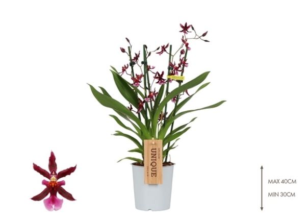 ONCIDIUM KATERINA  4T