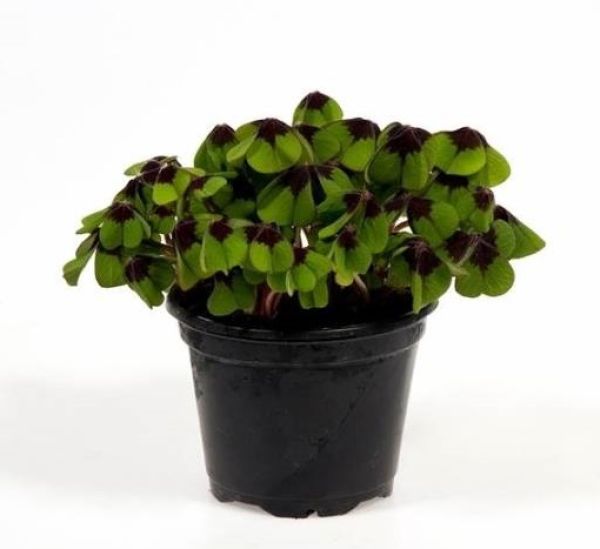 OXALIS DEPPEI
