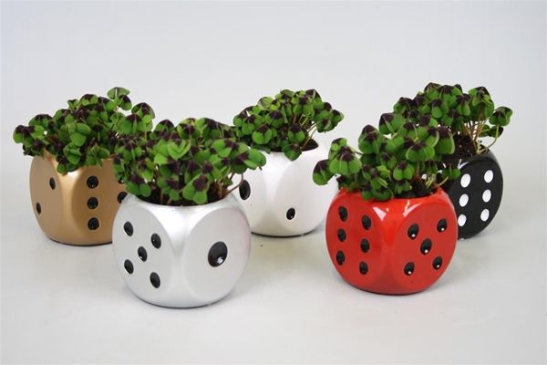 OXALIS DEPPEI CERAMIQUE