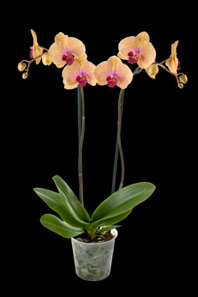 PHALAENOPSIS 2T CARRIBEAN DREAM