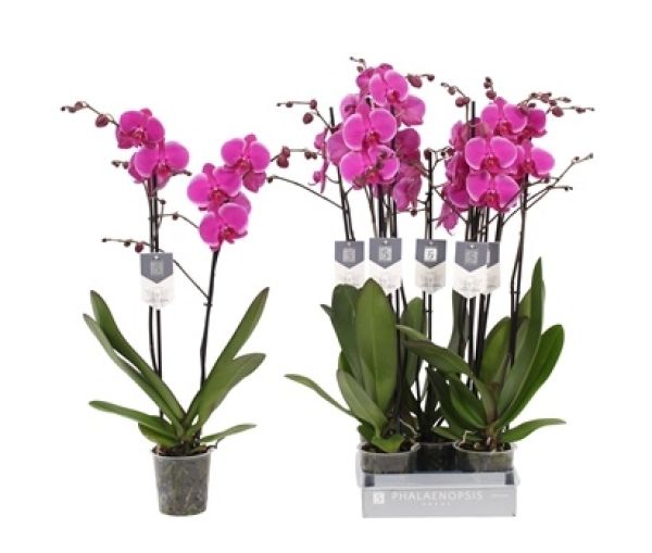 PHALAENOPSIS 2T JOHANESBURG