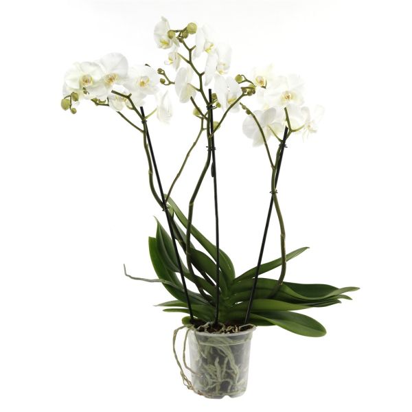 PHALAENOPSIS 3T BIJOUX CRYSTAL
