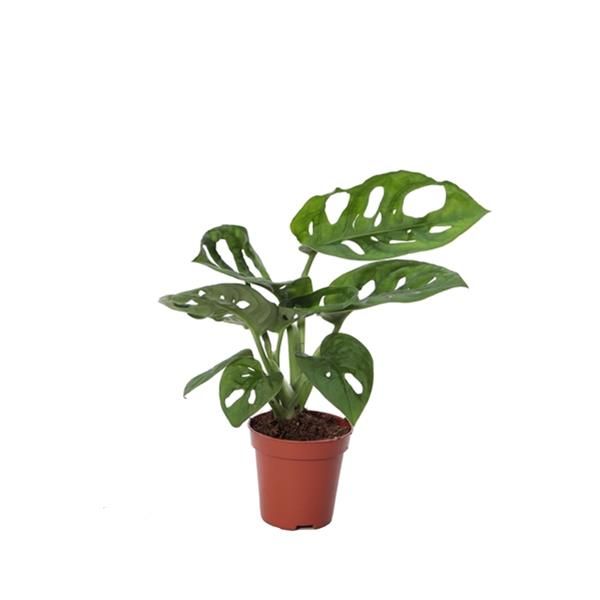 PHILODENDRON OBLICA MONKEY