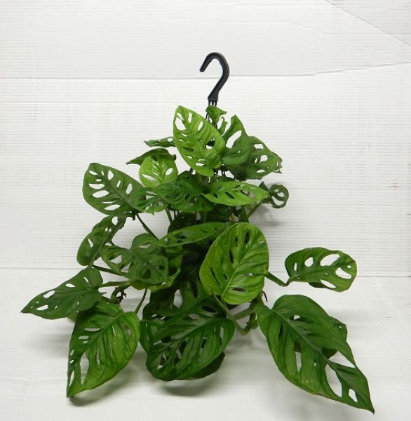 PHILODENDRON OBLICA MONKEY