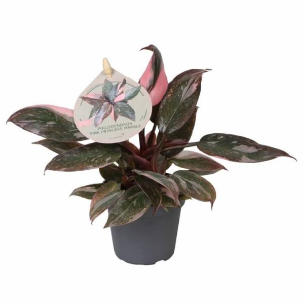 PHILODENDRON PINK PRINCE MARBLE-S