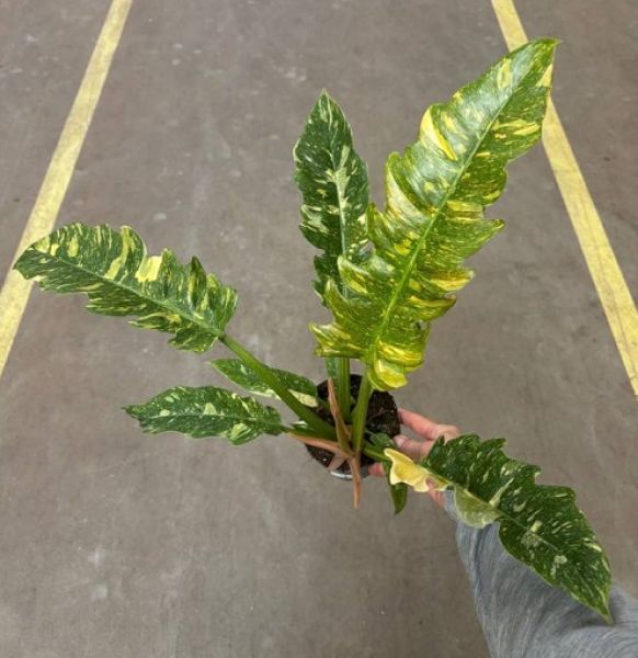 PHILODENDRON RING OF FIRE -S