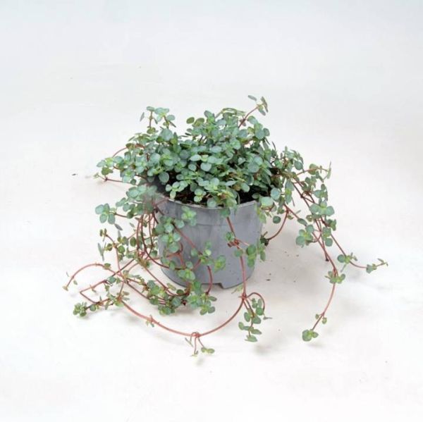 PILEA NUMMULARIFOLIA