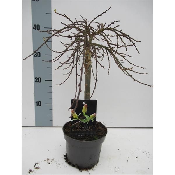 SALIX ARBUSCULA