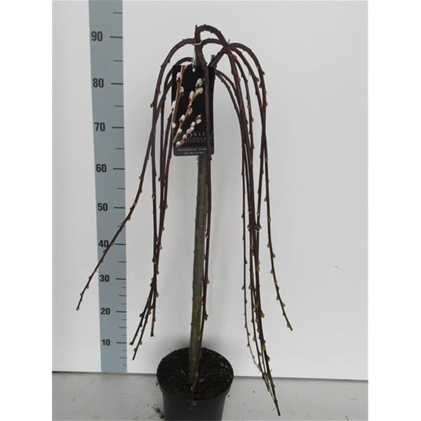 SALIX CAPREA KILMARNOCK