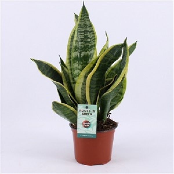 SANSEVERIA FUTURA SUPERBA