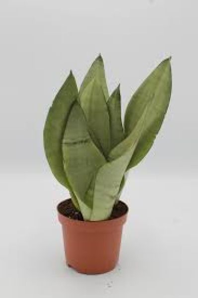 SANSEVERIA MOONSHINE