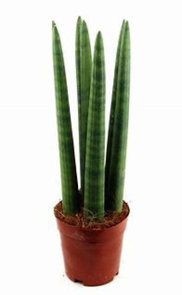 SANSEVERIA STRAIGHT