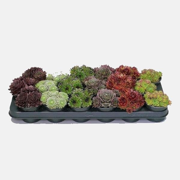 SEMPERVIVUM MIX