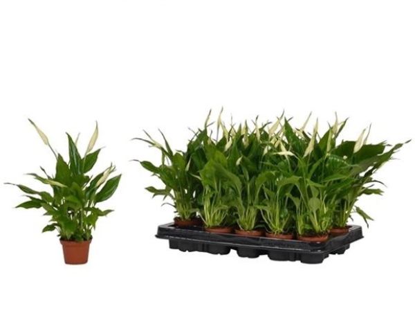 SPATHIPHYLLUM CHOPIN MINI