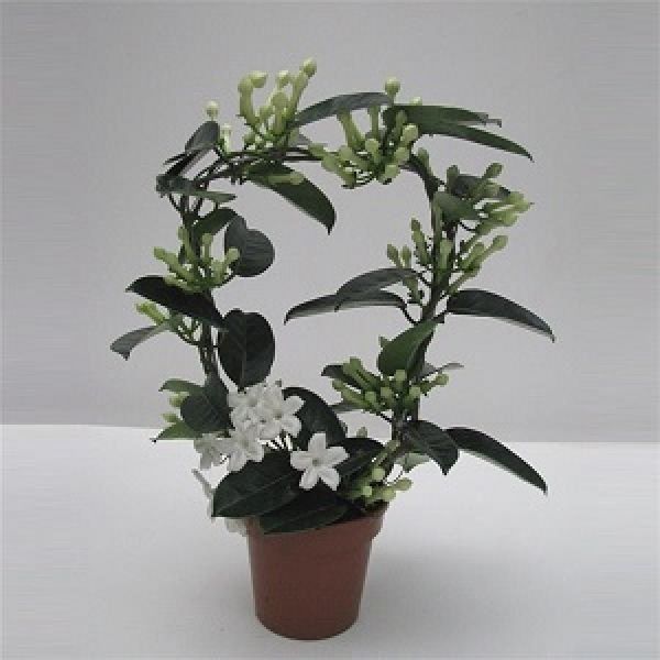 STEPHANOTIS