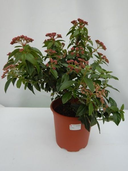 VIBURNUM TINUS