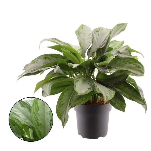 AGLAONEMA SILVER BAY