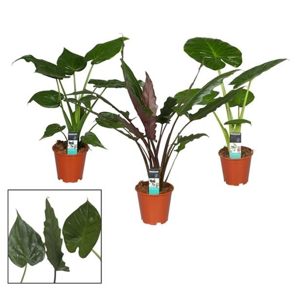 ALOCASIA MIX