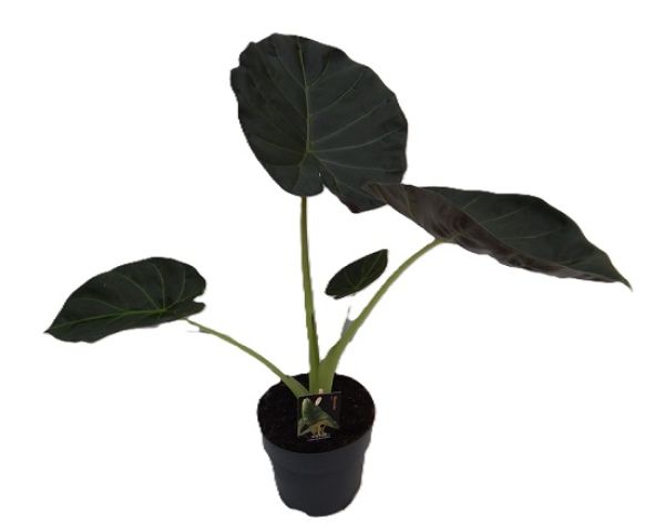 ALOCASIA REGAL SHIELDS -S