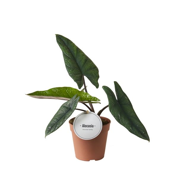 ALOCASIA SCALPRUM -S