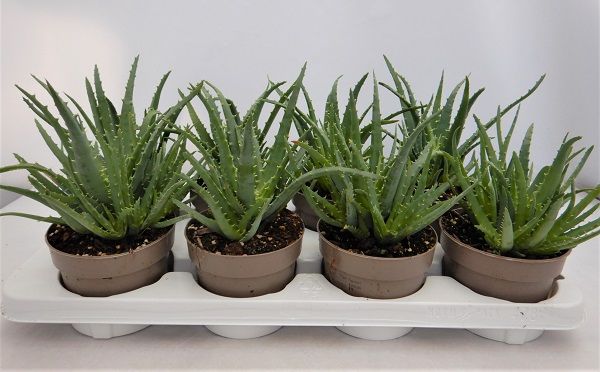 ALOE ARBORESCENS