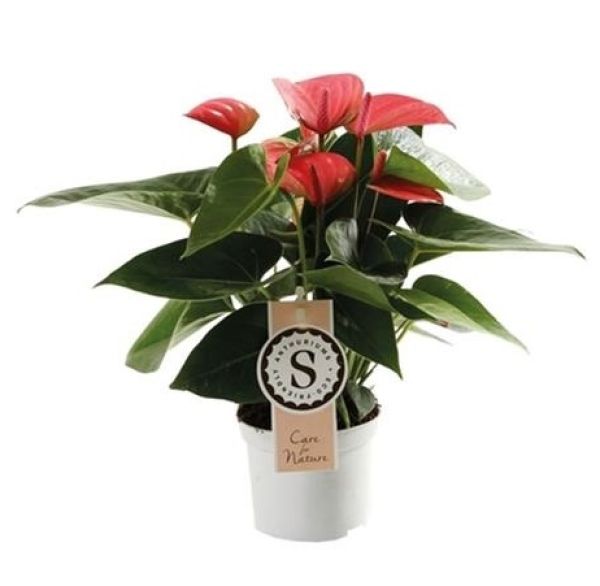 ANTHURIUM PINK CHAMPION