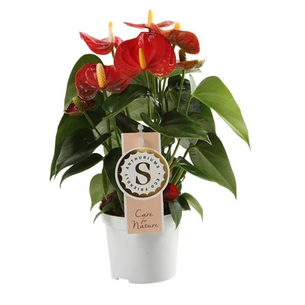 ANTHURIUM ROYAL RED CHAMPION