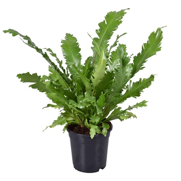 ASPLENIUM CAMPIO