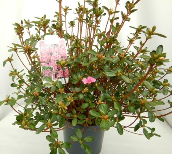 AZALEE JAPONICA