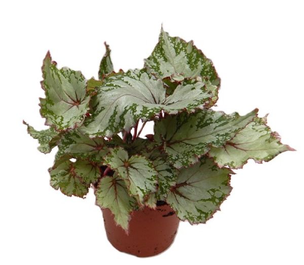 BEGONIA REX ASIAN TUNDRA
