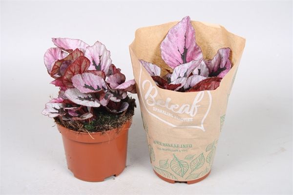 BEGONIA REX INDIAN SUMMER