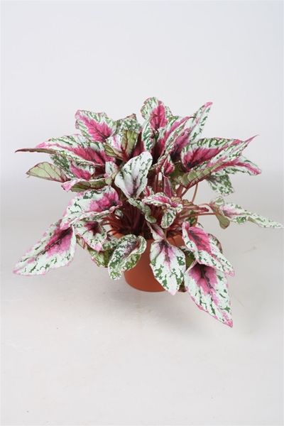 BEGONIA REX MAUI SUNSET