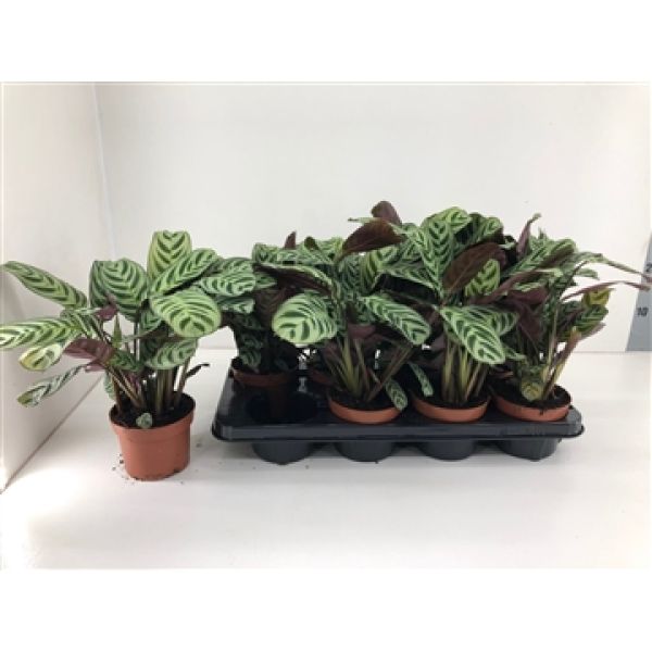 CALATHEA BURLE MARXI