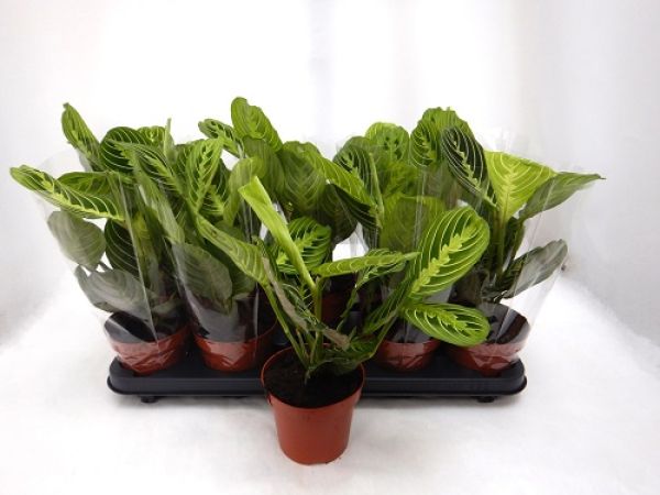 CALATHEA LEUCO. LEMON