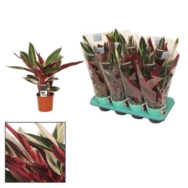 CALATHEA TRIOSTAR