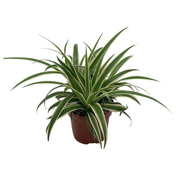 CHLOROPHYTUM COM. VITTATUM