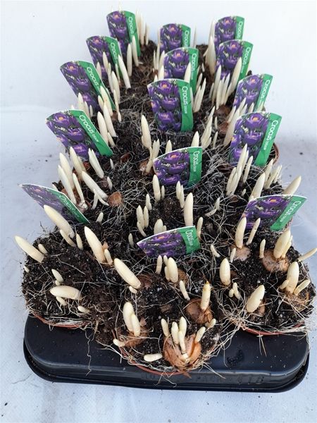 CROCUS VERNUS Flower Record