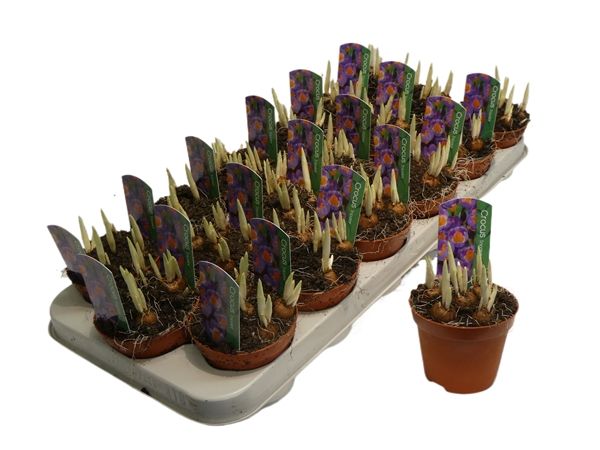 CROCUS VERNUS TRICOLOR