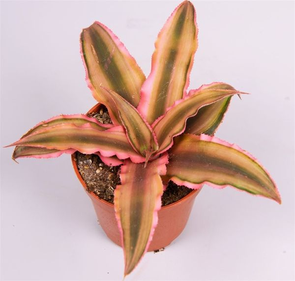 CRYPTANTHUS BIVITT. PINK STARLIGHT