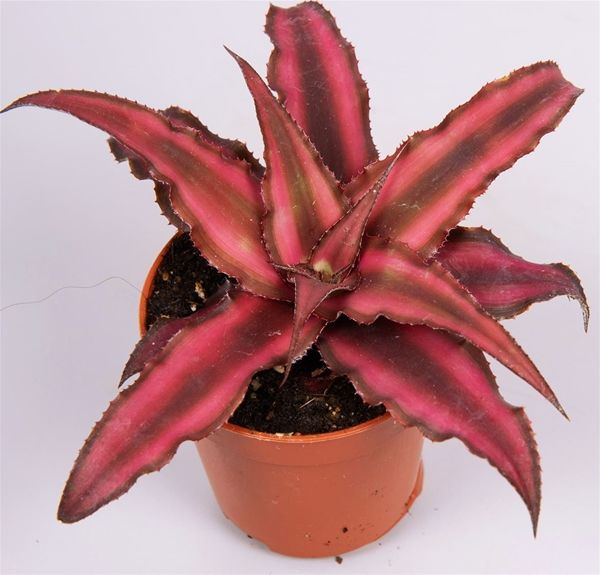 CRYPTANTHUS BIVITT. RED STAR