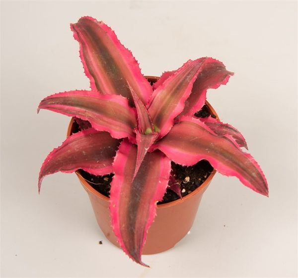 CRYPTANTHUS BIVITT. RUBIN STAR